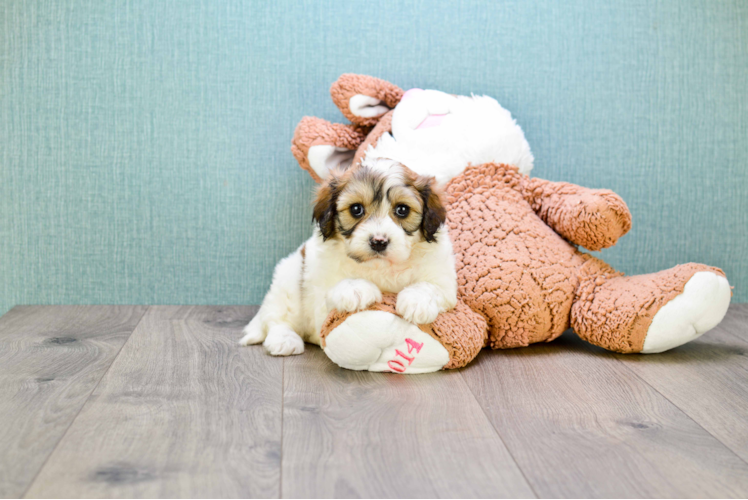 Best Cavachon Baby