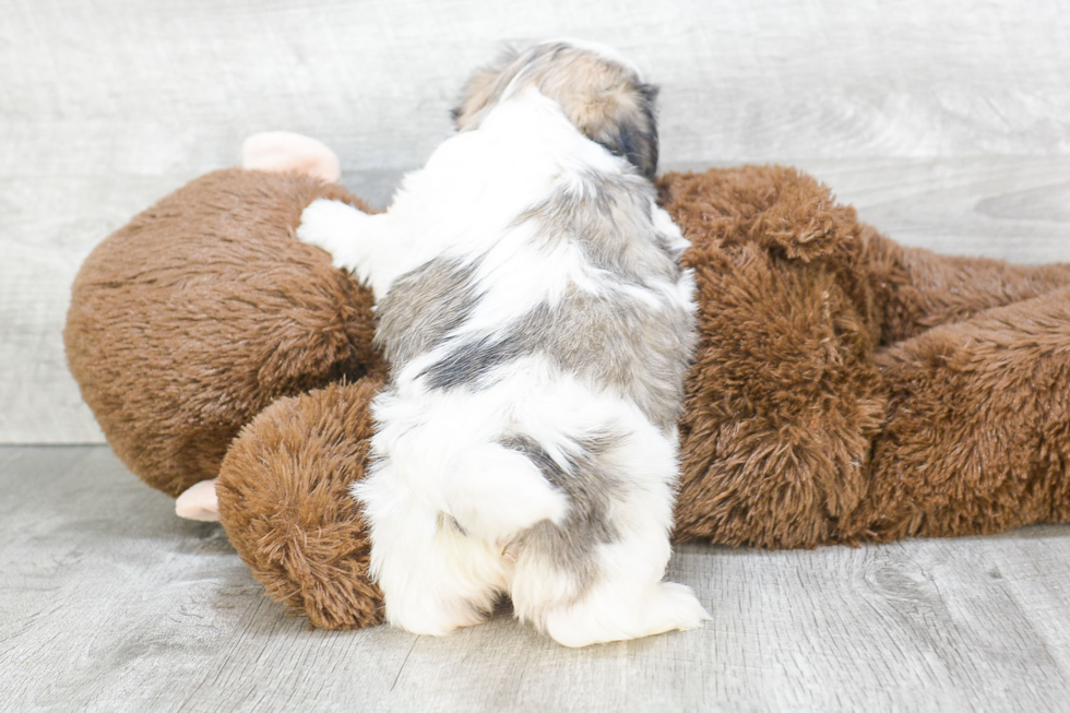 Fluffy Teddy Bear Designer Pup