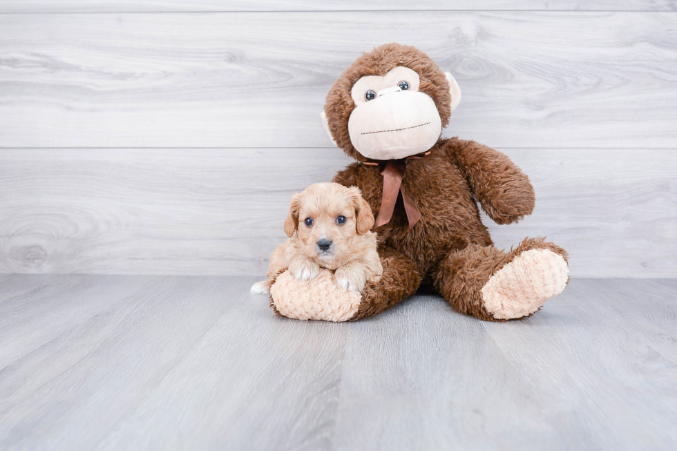 Smart Cavapoo Poodle Mix Pup