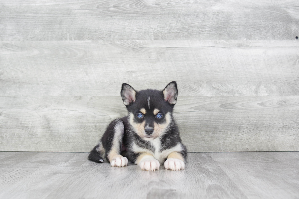 Best Pomsky Baby