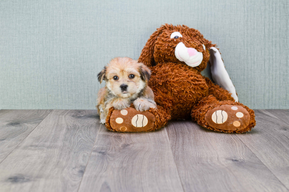 Best Morkie Baby