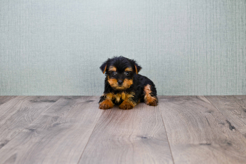 Meet Timmy - our Yorkshire Terrier Puppy Photo 