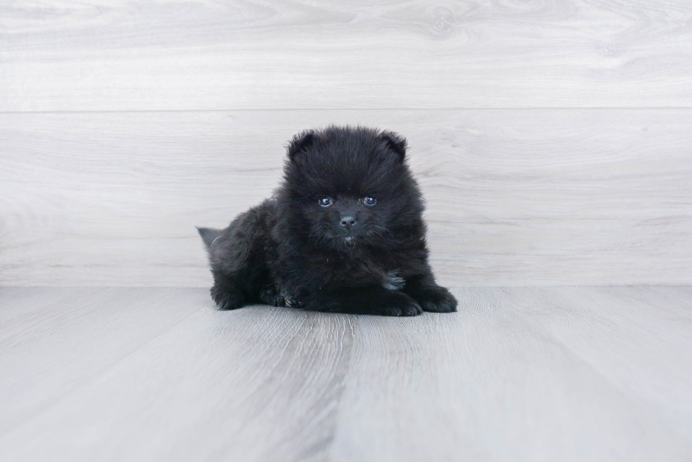 Pomeranian Pup Being Cute