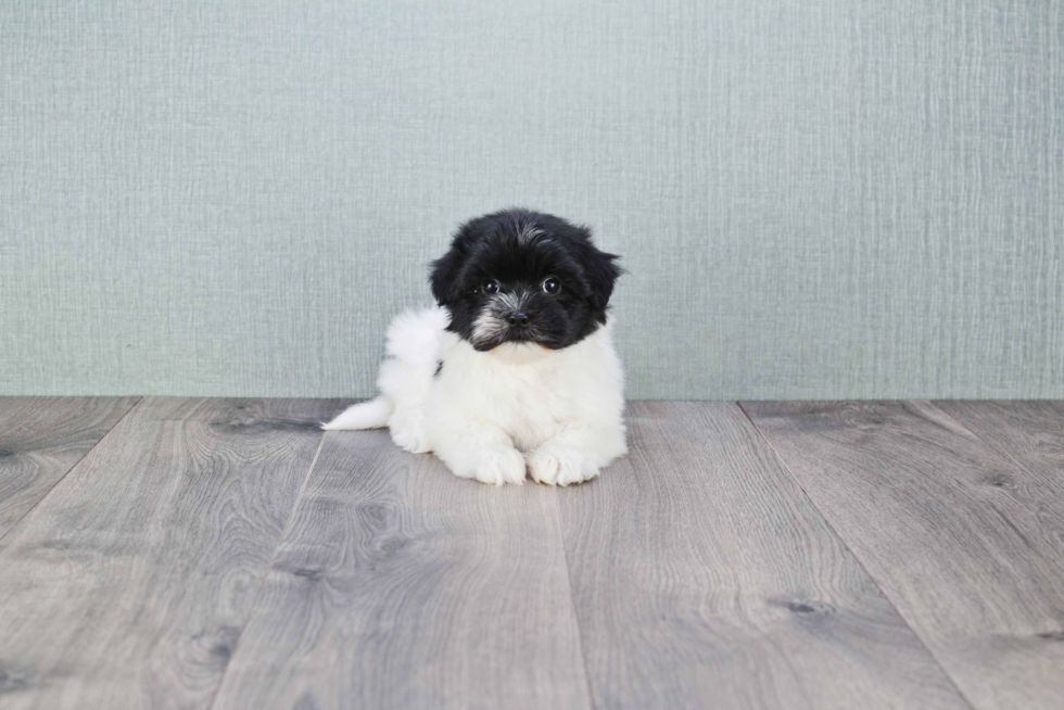 Akc Registered Havanese Baby