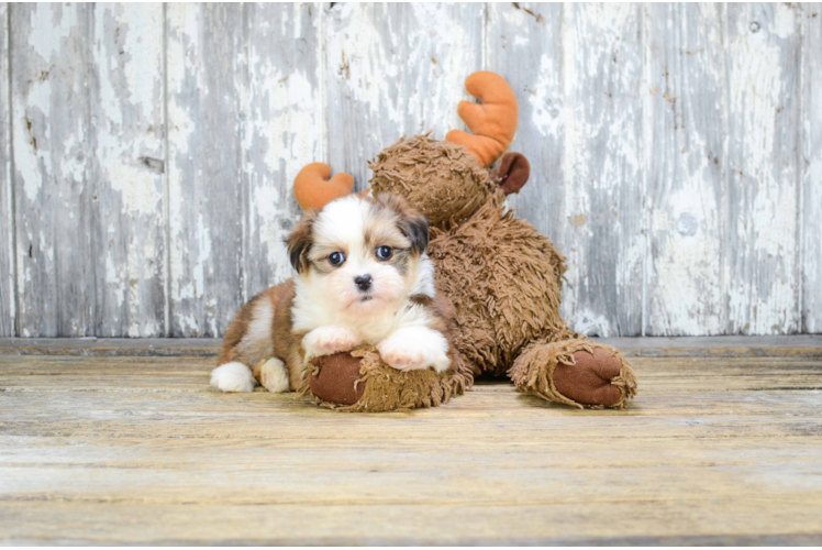 Teddy Bear Puppy for Adoption