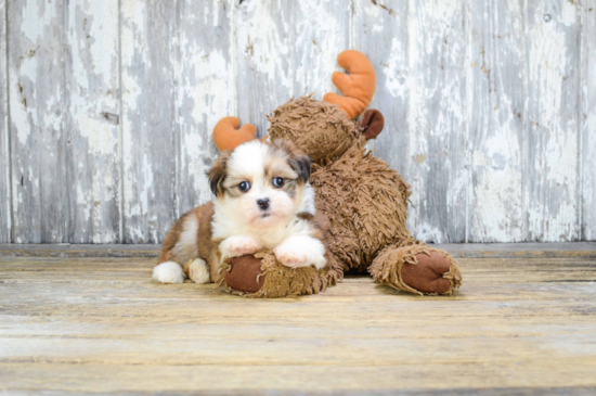 Teddy Bear Puppy for Adoption