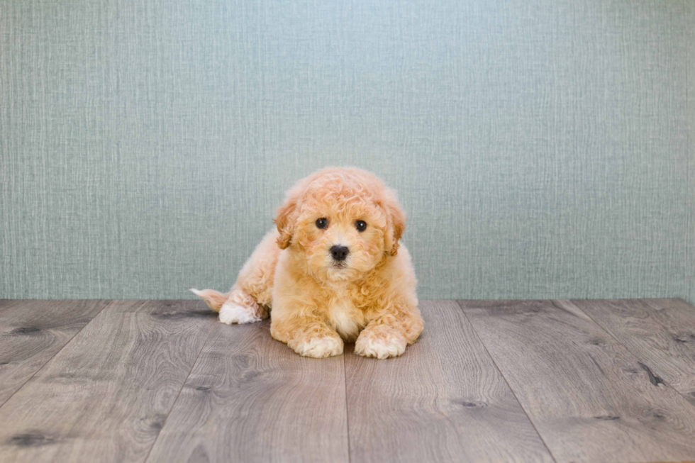 Cavapoo Pup Being Cute