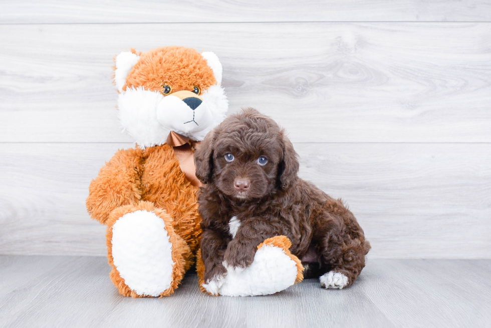 Sweet Cockapoo Baby