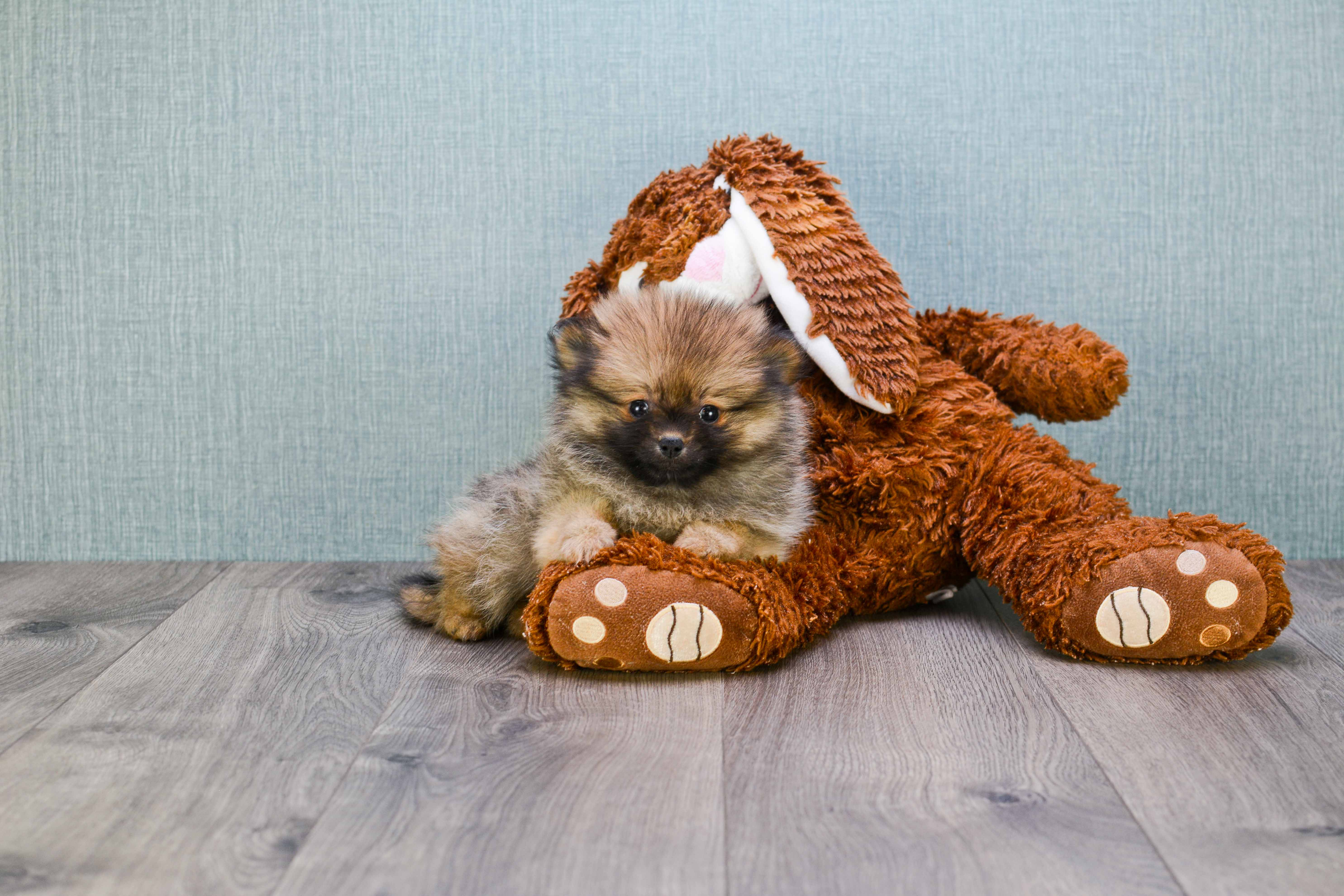 Pomeranian Puppy for Adoption