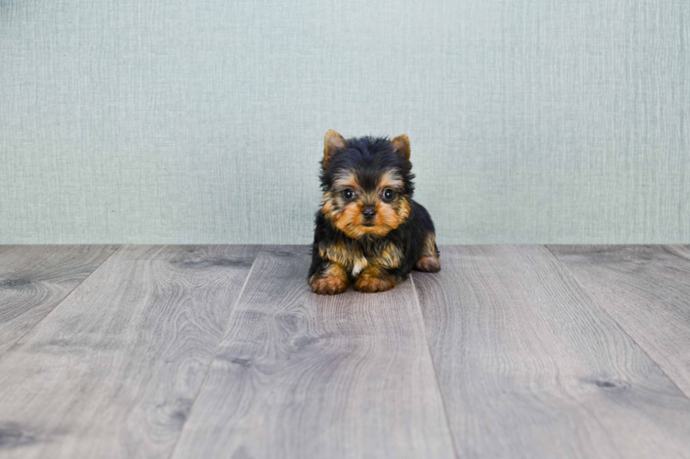 Meet Ronaldo - our Yorkshire Terrier Puppy Photo 