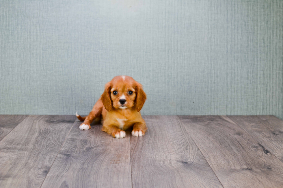 Small Cavalier King Charles Spaniel Baby