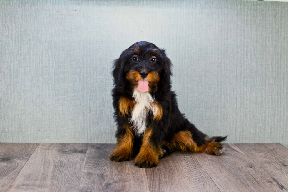 Popular Mini Bernedoodle Poodle Mix Pup