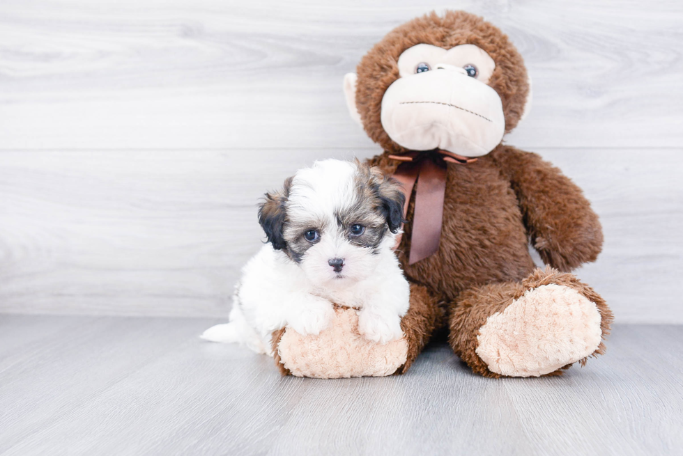 Teddy Bear Pup Being Cute