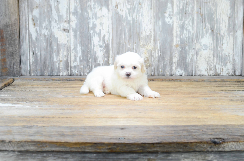 Friendly Teddy Bear Baby