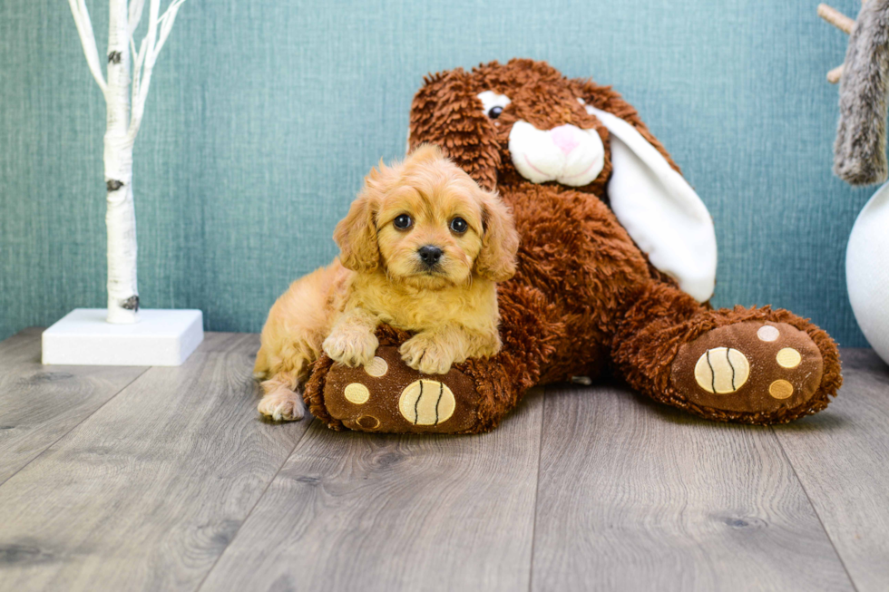 Best Cavapoo Baby