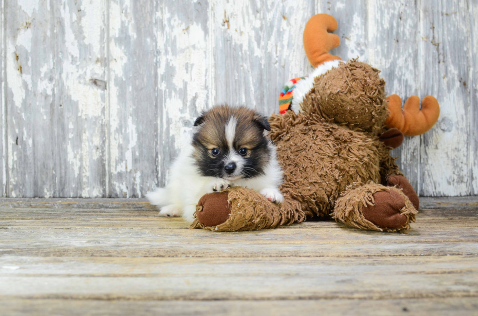 Pomeranian Pup Being Cute