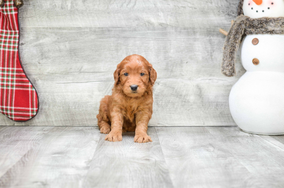 Mini Goldendoodle Puppy for Adoption