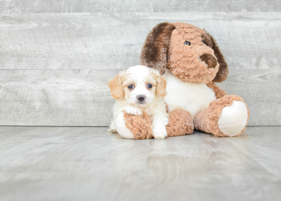 Best Cavachon Baby