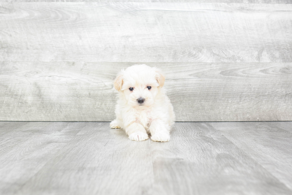 Maltipoo Pup Being Cute