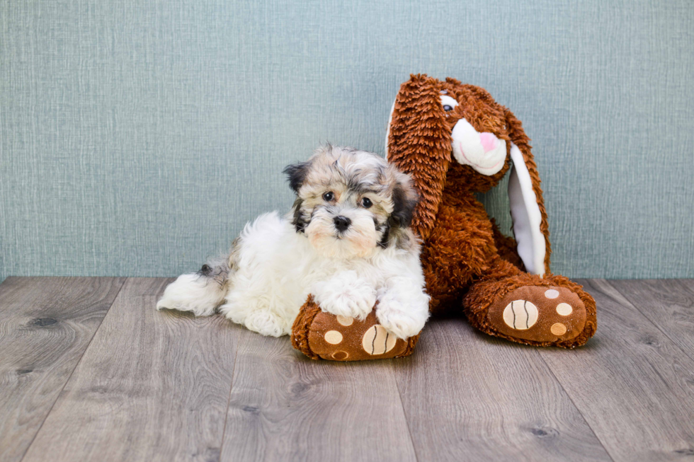 Popular Havanese Baby