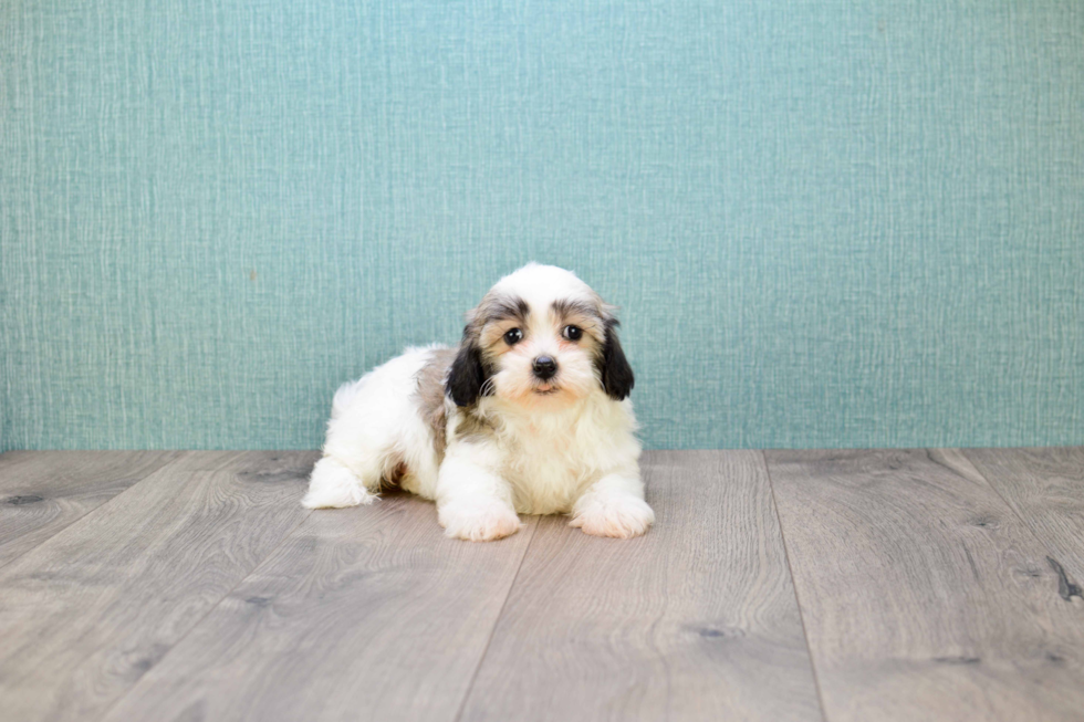 Havanese Pup Being Cute