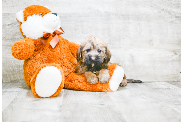 Mini Labradoodle Pup Being Cute