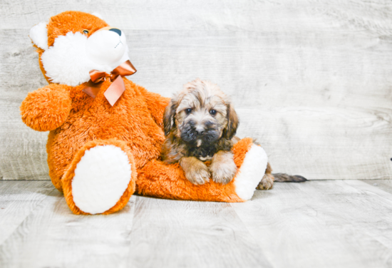 Mini Labradoodle Pup Being Cute