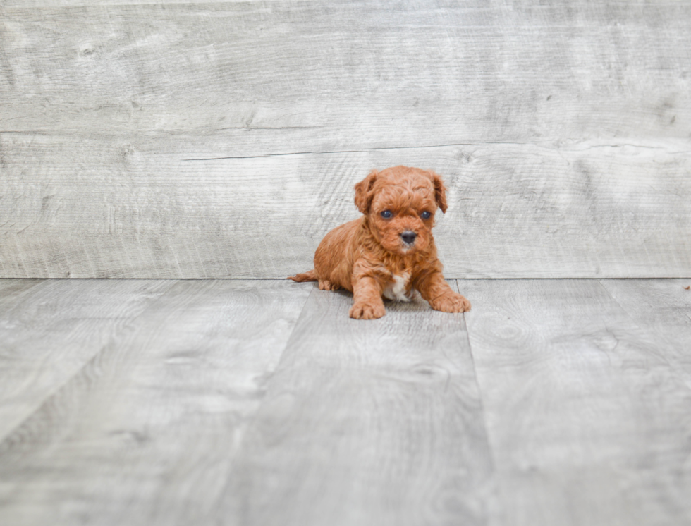 Smart Cavapoo Poodle Mix Pup