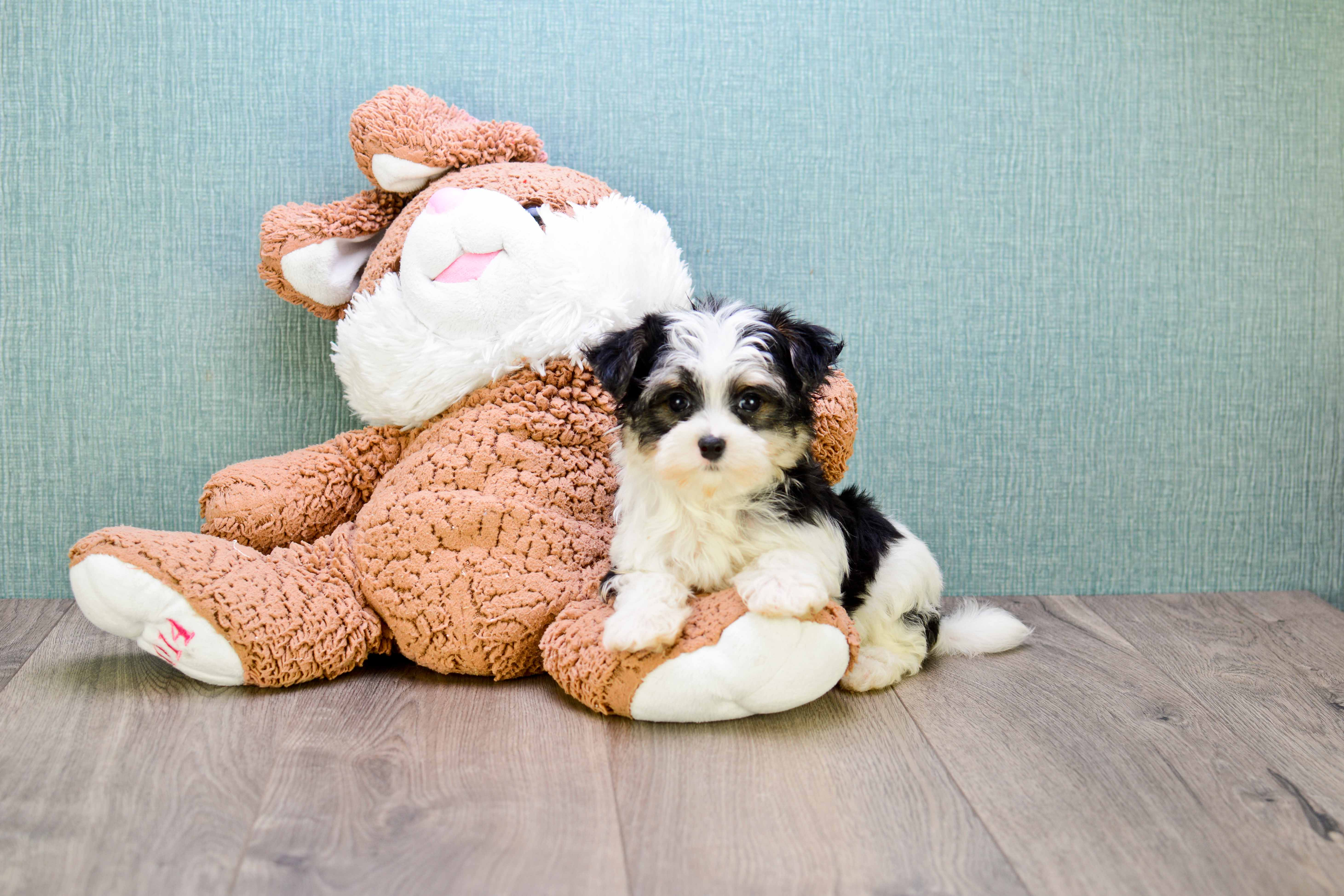 Best Morkie Baby