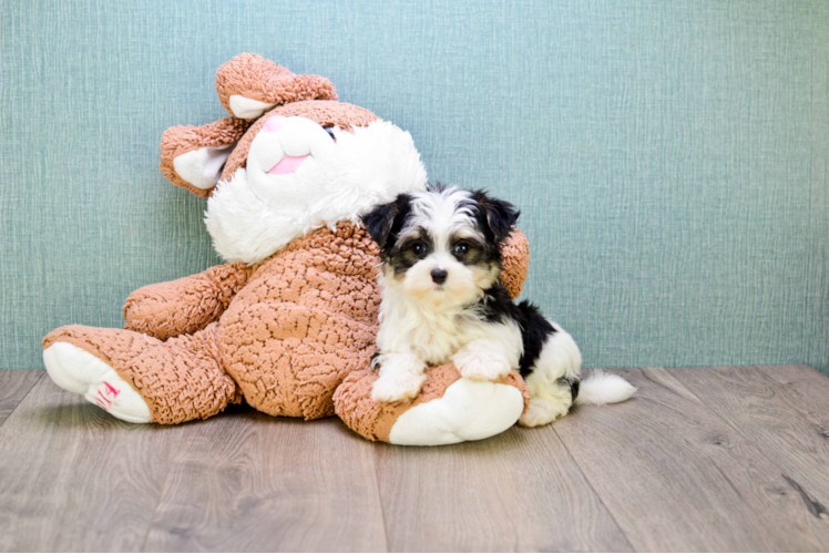 Best Morkie Baby