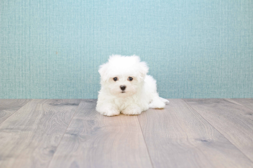 Cute Maltese Purebred Puppy