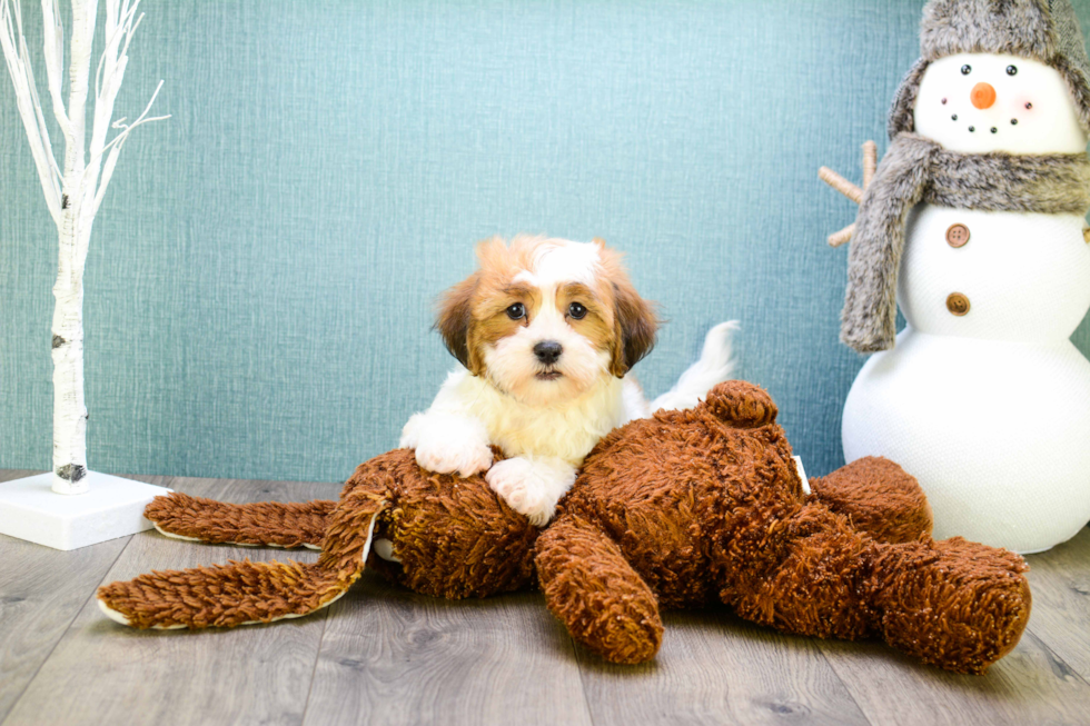 Meet Carly - our Cavachon Puppy Photo 