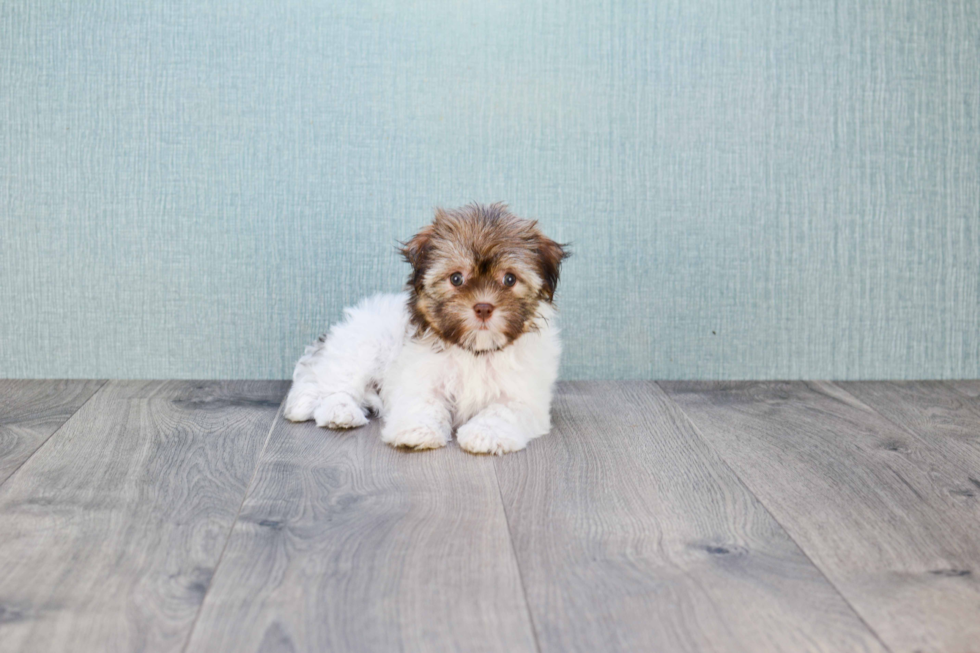 Small Havanese Baby