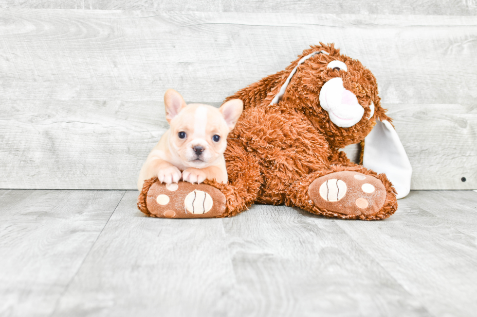 Hypoallergenic French Bulldog Baby