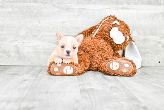 Hypoallergenic French Bulldog Baby