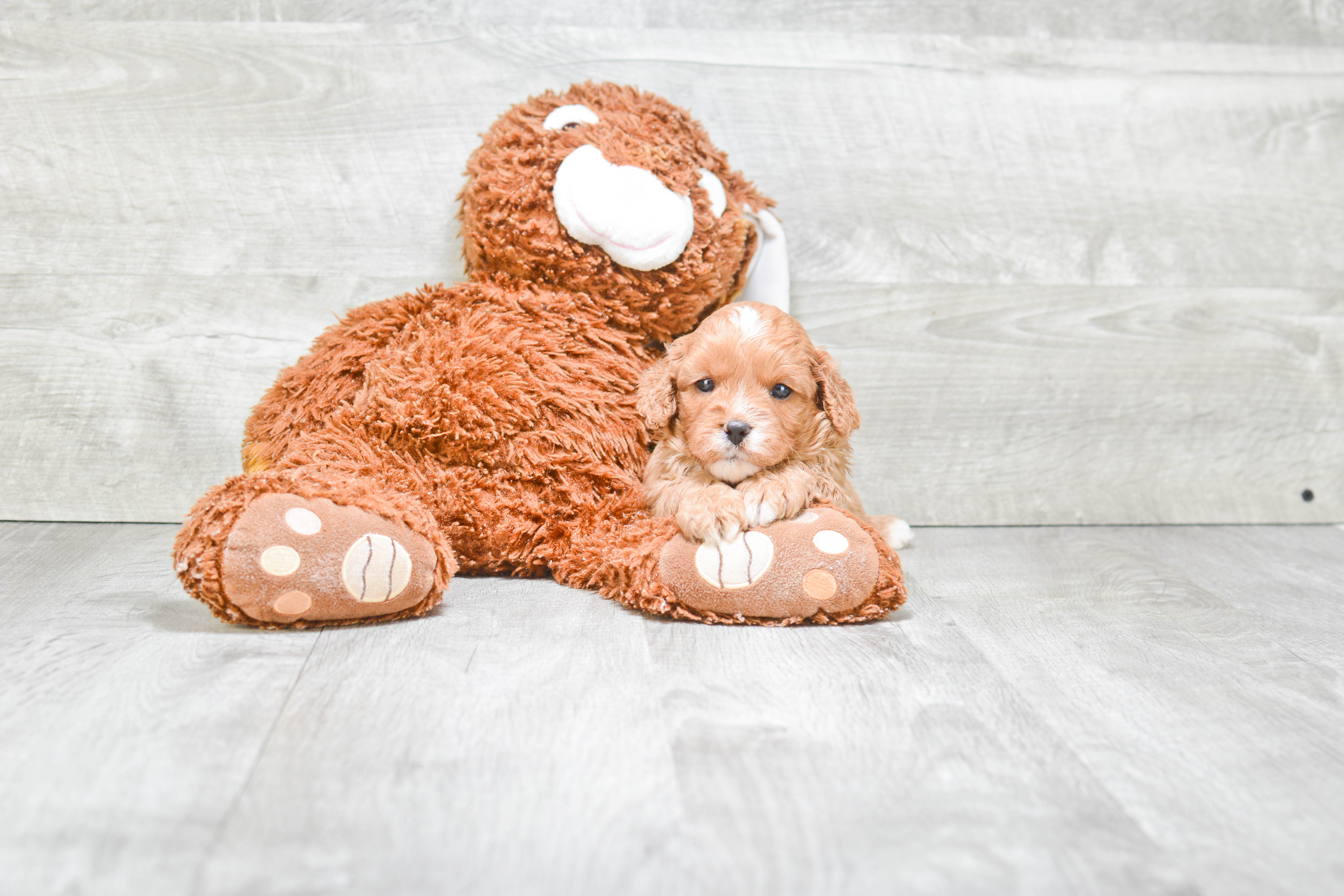 Best Cavapoo Baby