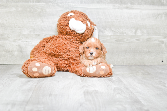 Best Cavapoo Baby