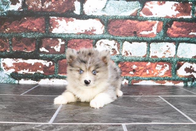 Pomsky Puppy for Adoption