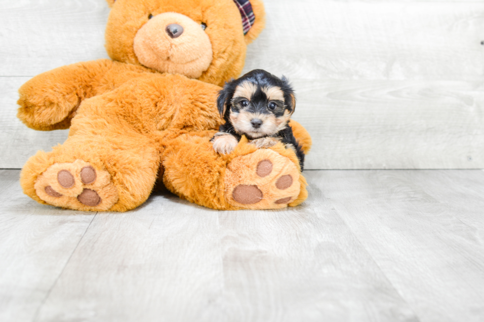 Energetic Yorkie Designer Puppy