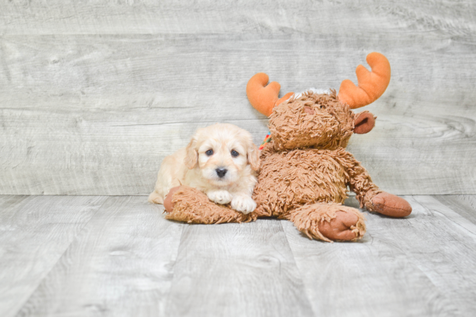 Cavachon Puppy for Adoption