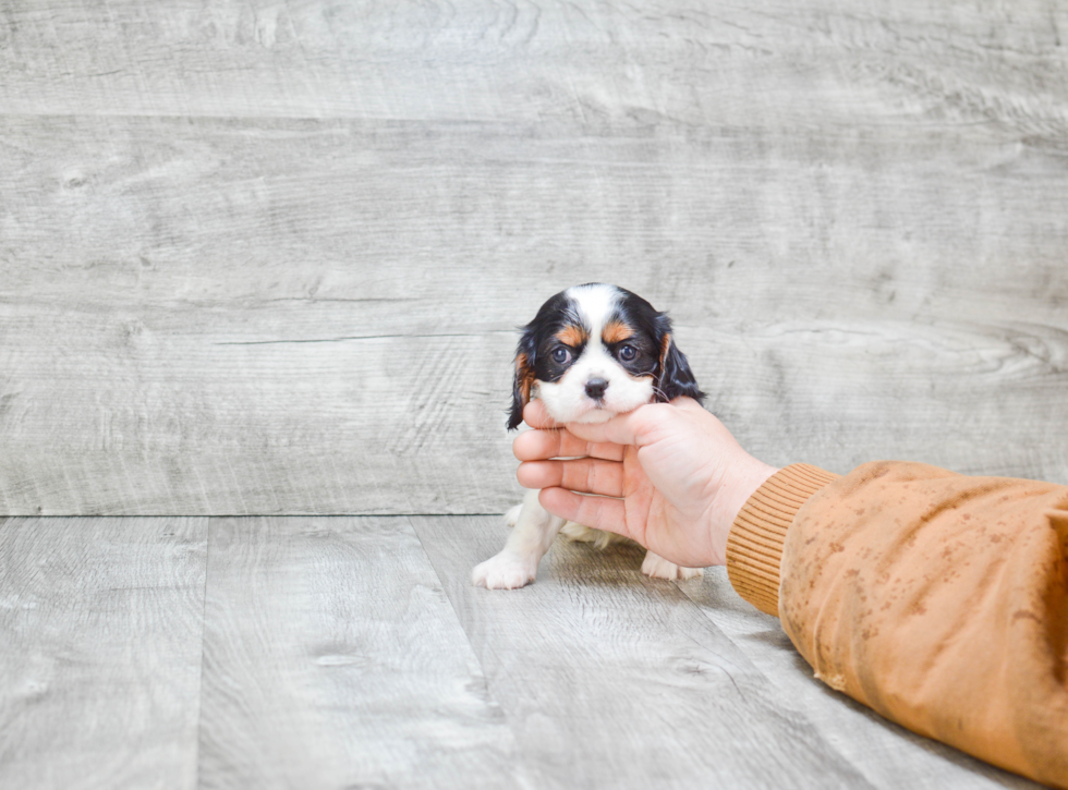 Hypoallergenic Cavalier King Charles Spaniel Baby