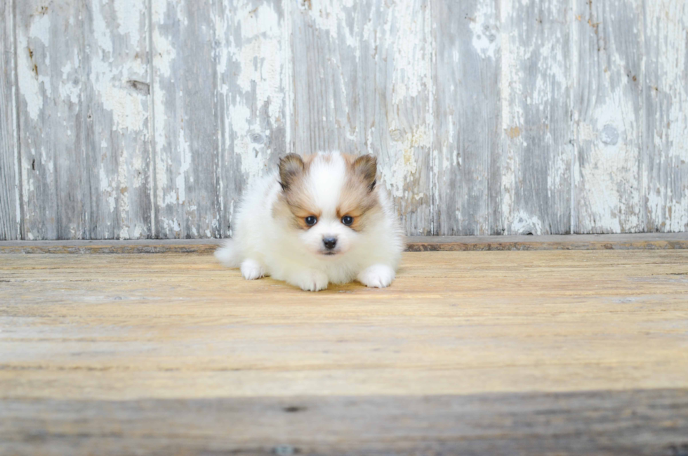 Funny Pomeranian Purebred Pup