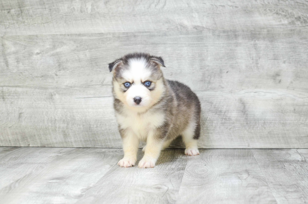 Little Mini Husky Designer Puppy