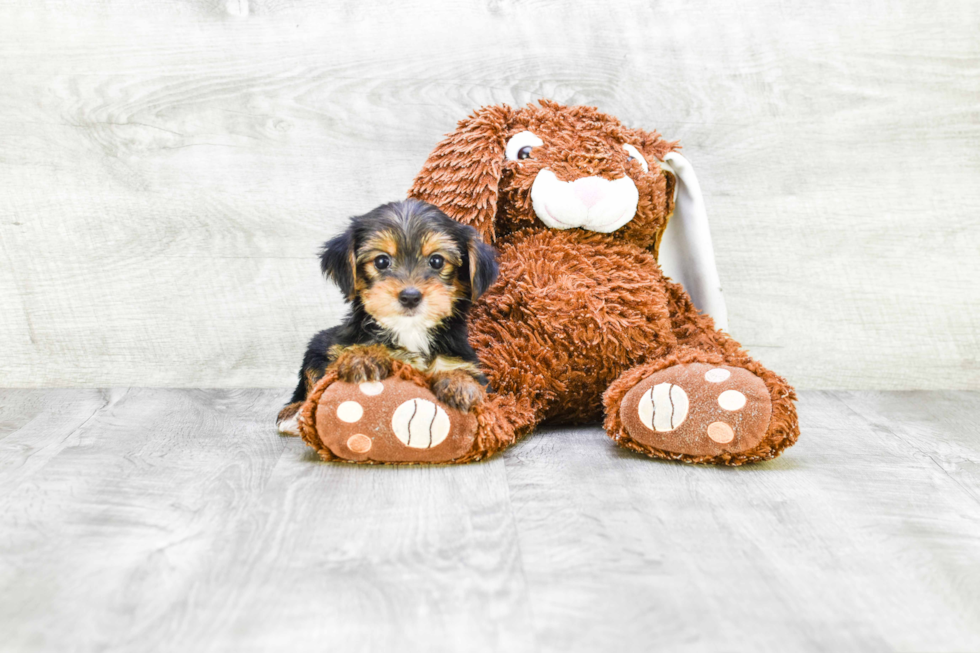 Meet Beyonce - our Yorkshire Terrier Puppy Photo 