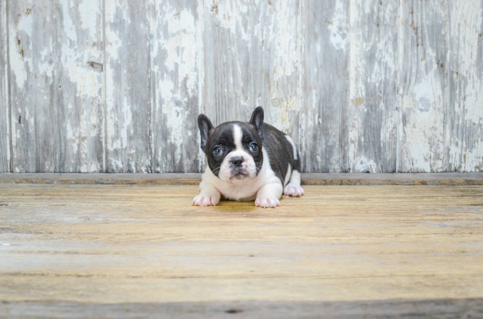 Funny French Bulldog Purebred Pup