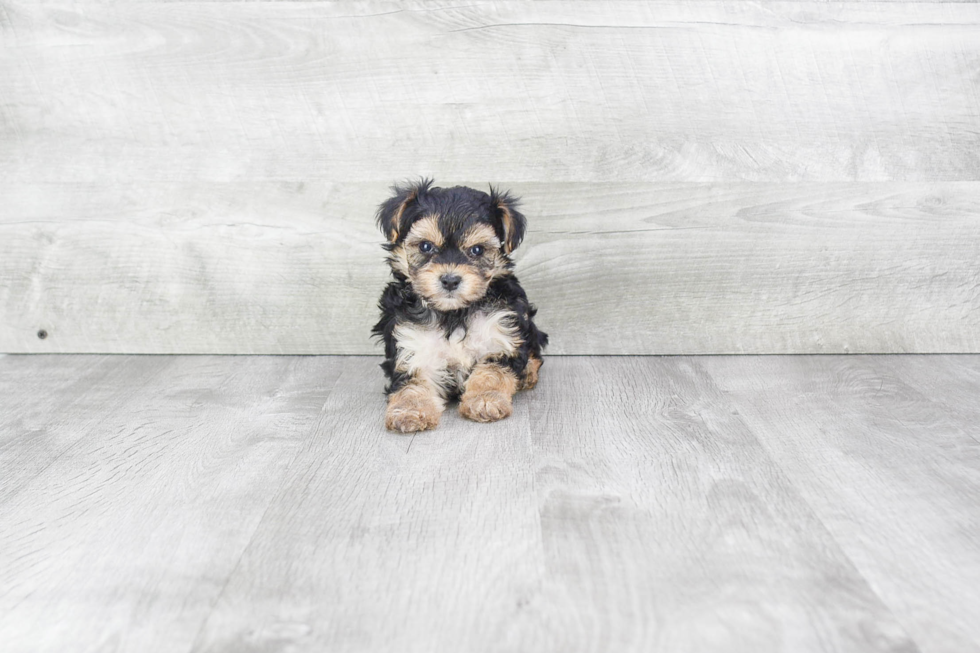 Best Morkie Baby