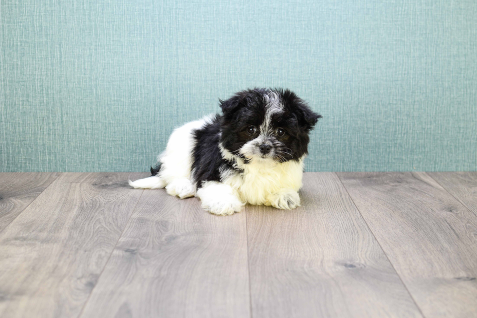 Maltipom Pup Being Cute