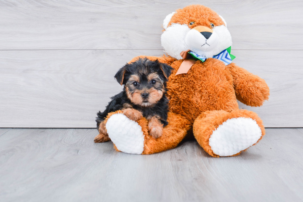 Meet Snickers - our Yorkshire Terrier Puppy Photo 