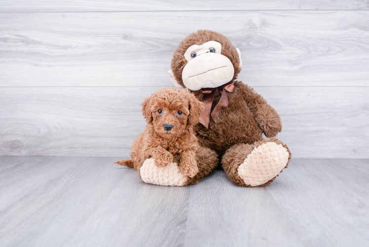 Playful Cockerpoo Poodle Mix Puppy