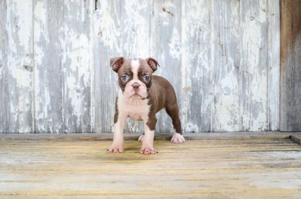 Best Boston Terrier Baby